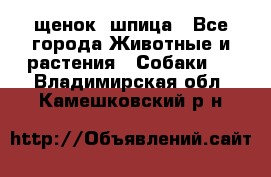 щенок  шпица - Все города Животные и растения » Собаки   . Владимирская обл.,Камешковский р-н